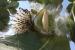 Calotropis procera ---EM---(Aiton) Aiton f
