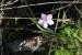 Dianthus judaicus ---EM---Boiss.