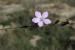 Dianthus judaicus ---EM---Boiss.