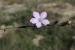 Dianthus judaicus ---EM---Boiss.