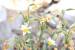 Narcissus tazetta---EM---L.
