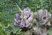 Mandragora autumnalis---EM---Bertol. 