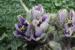 Mandragora autumnalis---EM---Bertol. 