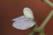 Vicia peregrina ---EM---L.