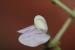 Vicia peregrina ---EM---L.
