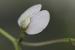 Vicia peregrina ---EM---L.
