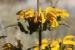 Phlomis viscosa---EM---Poir.