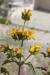 Phlomis viscosa---EM---Poir.