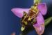 Ophrys apifera ---EM---Huds. 