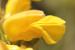 Phlomis viscosa---EM---Poir.