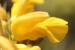 Phlomis viscosa---EM---Poir.