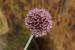 Allium ampeloprasum ---EM---L.