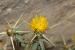 Centaurea hyalolepis ---EM---Boiss.
