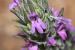 Thymbra spicata---EM--- L.