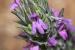Thymbra spicata---EM--- L.