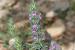 Thymbra spicata---EM--- L.