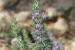 Thymbra spicata---EM--- L.