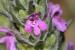 Thymbra spicata---EM--- L.