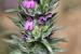 Thymbra spicata---EM--- L.