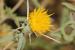 Centaurea hyalolepis ---EM---Boiss.