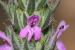 Thymbra spicata---EM--- L.