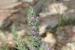 Thymbra spicata---EM--- L.