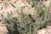 Thymbra spicata---EM--- L.