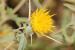 Centaurea hyalolepis ---EM---Boiss.