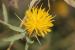 Centaurea hyalolepis ---EM---Boiss.