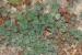 Calamintha incana---EM---(Sm.) Heldr.