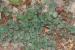 Calamintha incana---EM---(Sm.) Heldr.