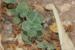 Calamintha incana---EM---(Sm.) Heldr.