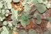 Calamintha incana---EM---(Sm.) Heldr.