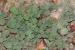Calamintha incana---EM---(Sm.) Heldr.