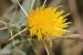 Centaurea hyalolepis ---EM---Boiss.