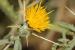 Centaurea hyalolepis ---EM---Boiss.