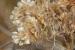 Artedia squamata ---EM---L.