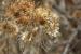 Artedia squamata ---EM---L.