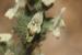Sideritis perfoliata ---EM---L.