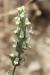 Sideritis perfoliata ---EM---L.
