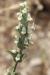 Sideritis perfoliata ---EM---L.