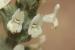 Sideritis perfoliata ---EM---L.