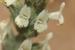 Sideritis perfoliata ---EM---L.