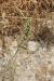 Sideritis perfoliata ---EM---L.