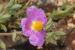 Cistus creticus ---EM---L.