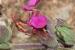 Teucrium divaricatum---EM---Heldr. 