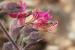 Teucrium divaricatum---EM---Heldr. 