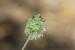 Sanguisorba minor ---EM---Scop.