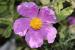 Cistus creticus ---EM---L.