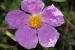 Cistus creticus ---EM---L.